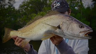 They Are Back  Jewfish Fishing The Noosa River [upl. by Elum228]