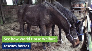 See how World Horse Welfare rescues horses [upl. by Behrens]