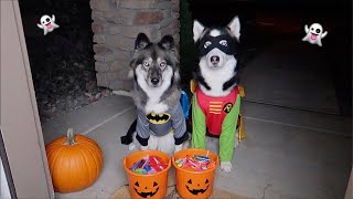 Dogs Go Trick or Treating on Halloween [upl. by Broderick85]