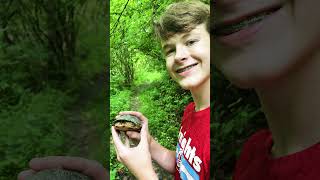 I found a blandings turtle shorts reptiles [upl. by Zelda]