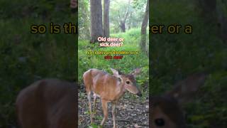 Old deer or sick deer deer animals wildlife sick [upl. by Zosima]