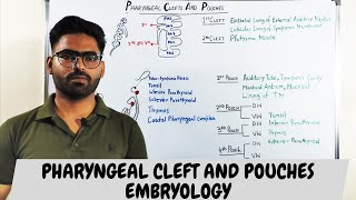 Pharyngeal clefts and Pouches Embryology  PHARYNGEAL APPARATUS [upl. by Petersen]