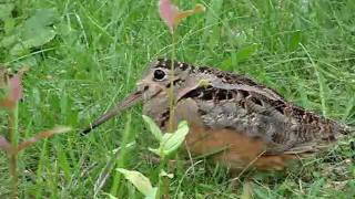 American Woodcock Dance [upl. by Eissim]