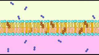 AP1 CELL MEMBRANE NONPOLAR MOLECULES [upl. by Arvy]