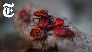 The Animals of Chernobyl  The New York Times [upl. by Aniwde711]