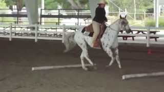 Appaloosa Horse Show Event  Part11 [upl. by Yleek]