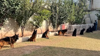 German shepherd dogs prices in pakistan [upl. by Gayla]