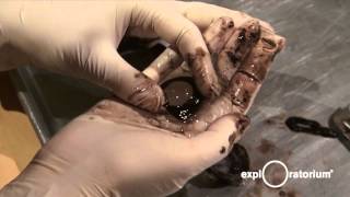 Explainer Cow Eye Dissection I Video 2013 I Exploratorium [upl. by Niltak]