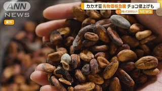 カカオ豆、先物価格急騰 チョコ値上げも【知っておきたい！】【グッド！モーニング】2024年3月28日 [upl. by Devine]