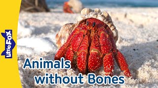 11 Boneless Animals  invertebrate  Octopus  Crab  Spider  Snail  Ladybug  Butterfly and More [upl. by Gillie]