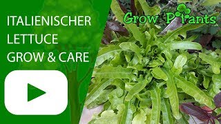 Italienischer lettuce  grow care amp harvest [upl. by Murvyn184]