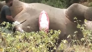 Dead elephant is exploding like a bomb Watch it 🐘 OMG MUST SEE [upl. by Sukramaj548]