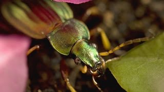 Le Règne Des Insectes  Documentaire 2014 [upl. by Lenny]