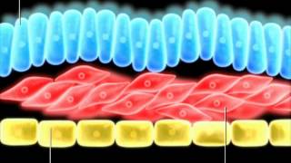 Formation of germ layers [upl. by Alberic583]