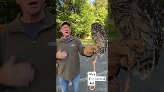 Diva The Barred Owl birds owl birds [upl. by Aenert537]