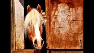 Características de Establos para Equinos en Brasil TvAgro por Juan Gonzalo Angel [upl. by Landmeier]