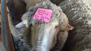 Amazing New Zealand Merino Sheep Mustering and Shearing [upl. by Maxim]