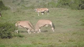 EPIC BATTLE Between Two ORYX Gemsbok [upl. by Nissa]