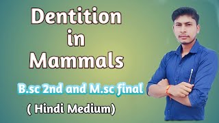 Dentition in Mammals Bsc 2nd amp Msc finalzoology Part 1 Hindi Medium [upl. by Civ124]