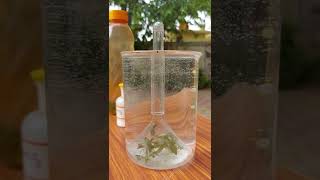 Hydrilla 🌿 Experiment  Oxygen bubbles during photosynthesis shorts [upl. by Alon]