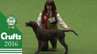 Gamekeepers Competition  Crufts 2016 [upl. by Enyalb]