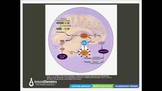 Apoptosis and Alzheimers Disease Fluorescent Detection Approaches [upl. by Landing]