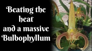 Beating the Heat and a Massive Bulbophyllum lobbii [upl. by Gorton]