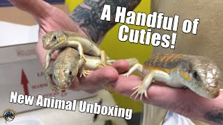 A Trio of Schneiders Skinks A Super Chill Amazon Tree Boa amp More  Unboxing the Animal Delivery [upl. by Karlee]