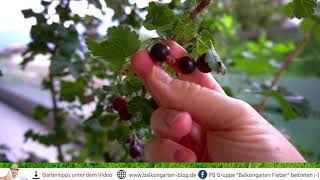 Jostabeeren 😍 ein echter Geheimtipp für den Garten [upl. by Kirsti134]