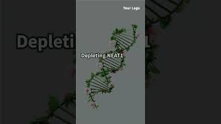 Unveiling the Role of NEAT1 in Genome Stability and DNA Damage Response science shorts ytshorts [upl. by Eillo]