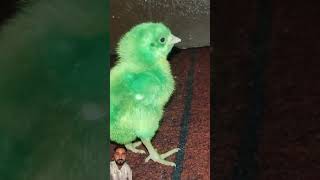 Wow cutie funny hen baby cutest Sound  murgi k chuje ki awaz  Chicken free sounds birds wildlife [upl. by Petua846]