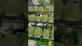 RIPE TASTY DURIANS Jalan Alor durian kl shorts [upl. by Cordy]