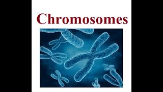 Chromosomes Structure  2024 [upl. by Anastassia357]