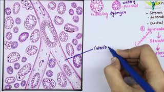 Histology Of SubMandibular Gland Mixed Salivary Gland  Salivary Gland [upl. by Derag106]