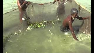 FISH FARM NABIGONJ BANGLADESH [upl. by Ingeberg870]