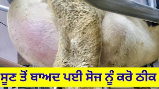 udder odema swelling treatment in cows and Buffalo [upl. by Nabi]