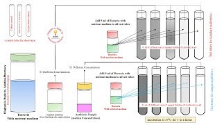 Microbial Assay of Antibiotics  Turbidity Method for Assay of Antibiotics  Microbial Assay Methods [upl. by Brooking]