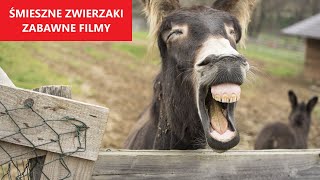 ŚMIESZNE ZWIERZĘTA 31  Najlepsze Filmy Tygodnia  KLUB ŚMIESZNYCH ZWIERZĄT [upl. by Idona]