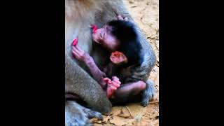 Beautiful newly baby monkey get milk [upl. by Asir38]