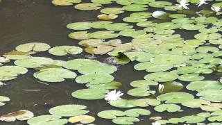 Pavian schwimmt durch den See Auf der Flucht vor anderen Pavianen [upl. by Cesar]