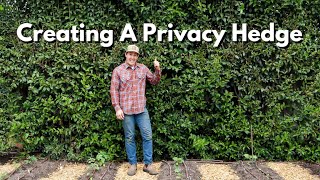 How To Create A Privacy Hedge [upl. by Fihsak801]