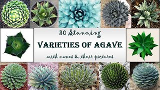 30 Stunning varieties of AGAVE  Best Hardy Outdoor plants  The Century plant  Beautiful Rosette [upl. by Yenwat684]