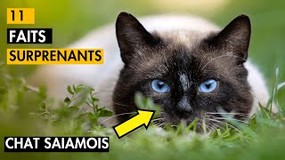 Ces 11 Faits Surprenants sur les Chats Siamois Vous Étonneront   9 Surprenant [upl. by Bj]