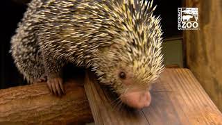 Rico the Brazilian Porcupine  Cincinnati Zoo [upl. by Marlen]