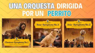 UNA ORQUESTA DIRIGIDA POR UN PERRO 🐶 [upl. by Ettenig]