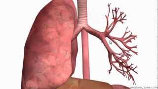 Respiratory System Introduction  Part 2 Bronchial Tree and Lungs  3D Anatomy Tutorial [upl. by Rednirah]