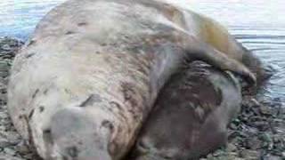 Elephant seals fighting mating and cute pups playing [upl. by Halilahk702]