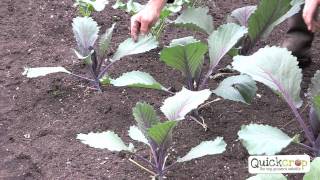 How to Grow Cabbage  A Step by Step Guide [upl. by Muna]