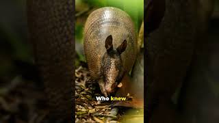 Why Do Armadillos Roll Into a Ball animals shorts animalfacts fyp [upl. by Ayotel]