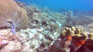 ✦ Scuba Diving on East Point  Curacao ✦ [upl. by Moran]